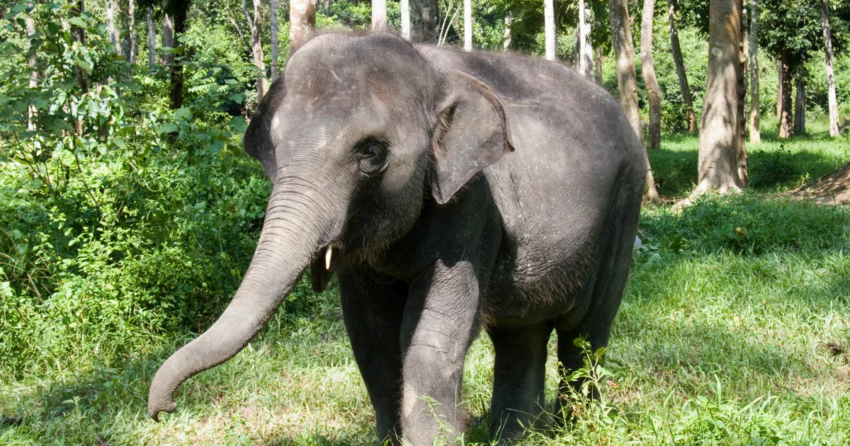 Elephant Sanctuary Tour with Deerland Visit - Hot Deal