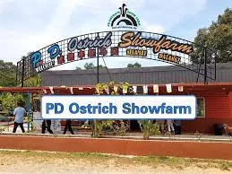 PD Ostrich Show Farm - Weekend