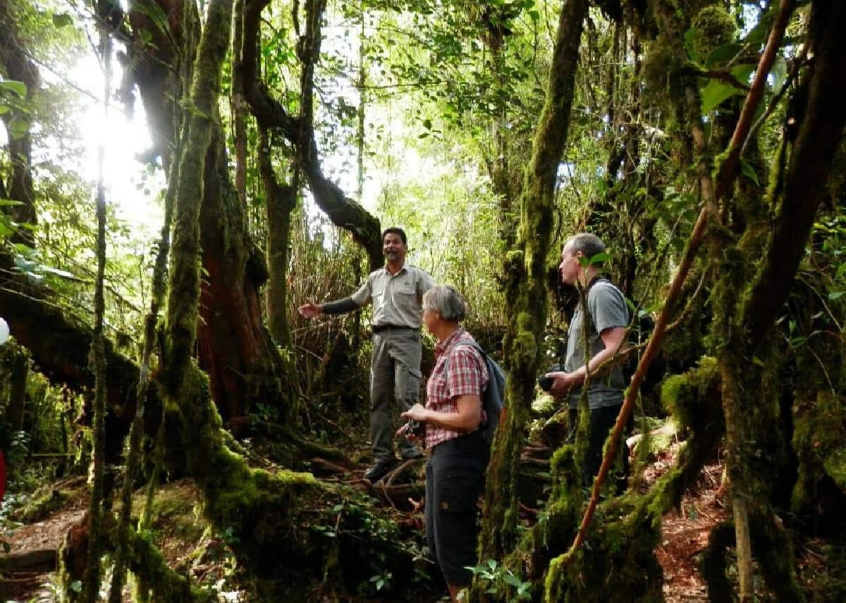 Cameron Highlands and Mossy Forest Half Day Tour - Hot Deal