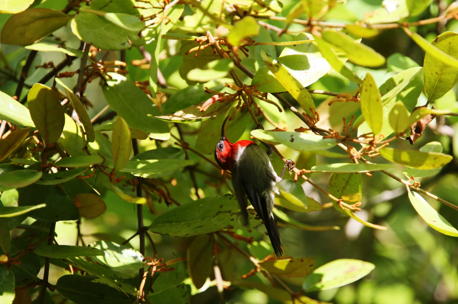 Birdwatching Experience in Desaru, Johor - Book tickets online