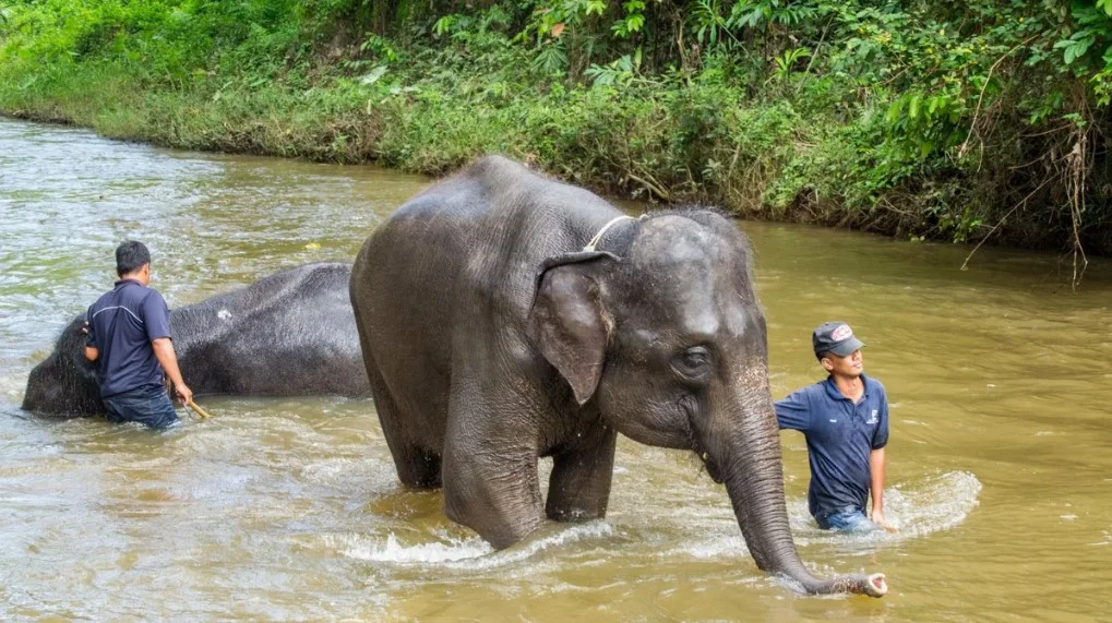 Combo Elephant Sanctuary & Fireflies , Blue Tear Tour with Lunch & Dinner (Join-In Tour)