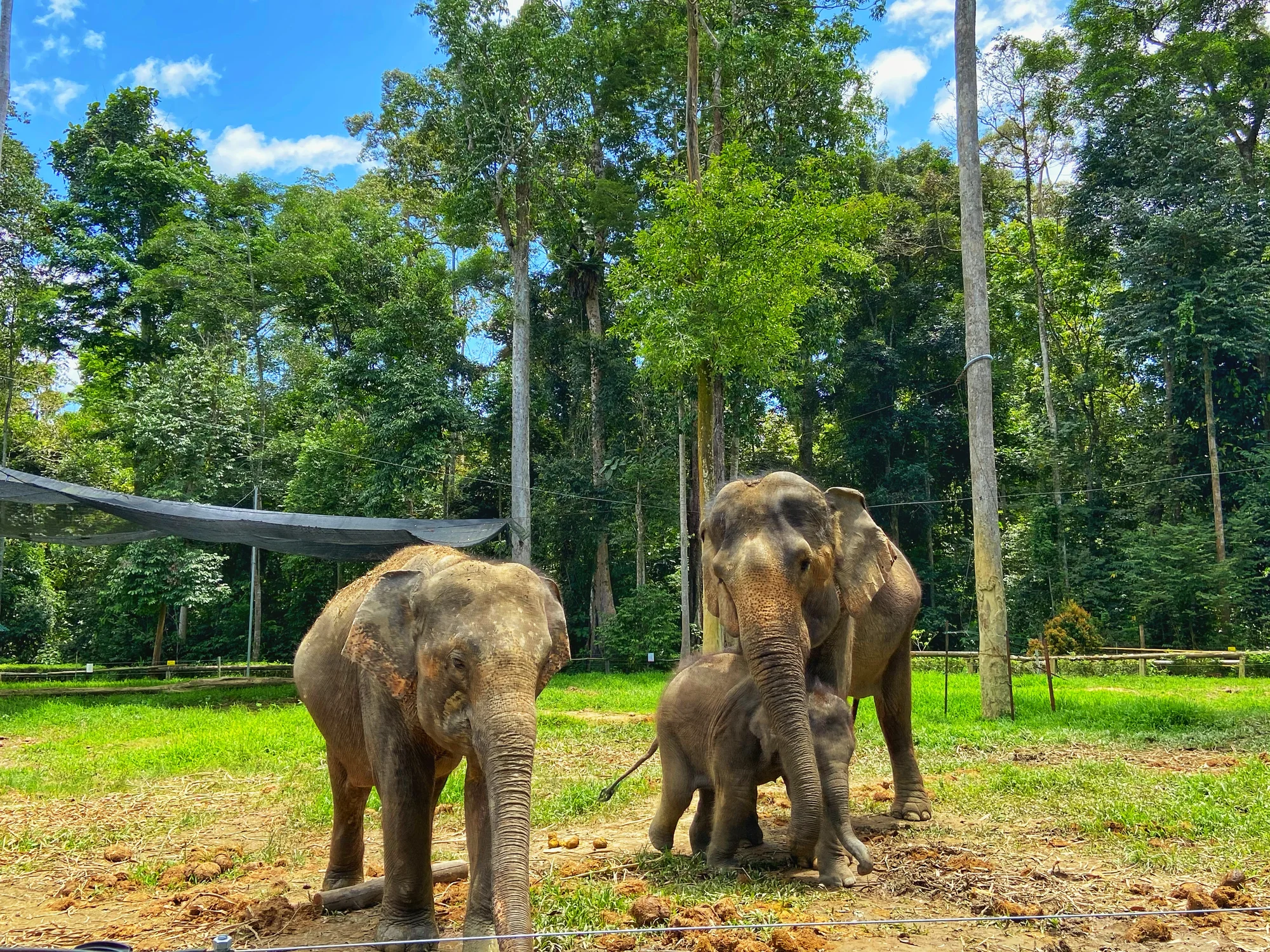 Kuala Gandah Elephant Sanctuary Tour - (Join In Tour) - Book tickets online
