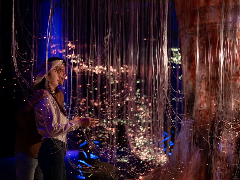 Enchanted Forest - Hot Deal
