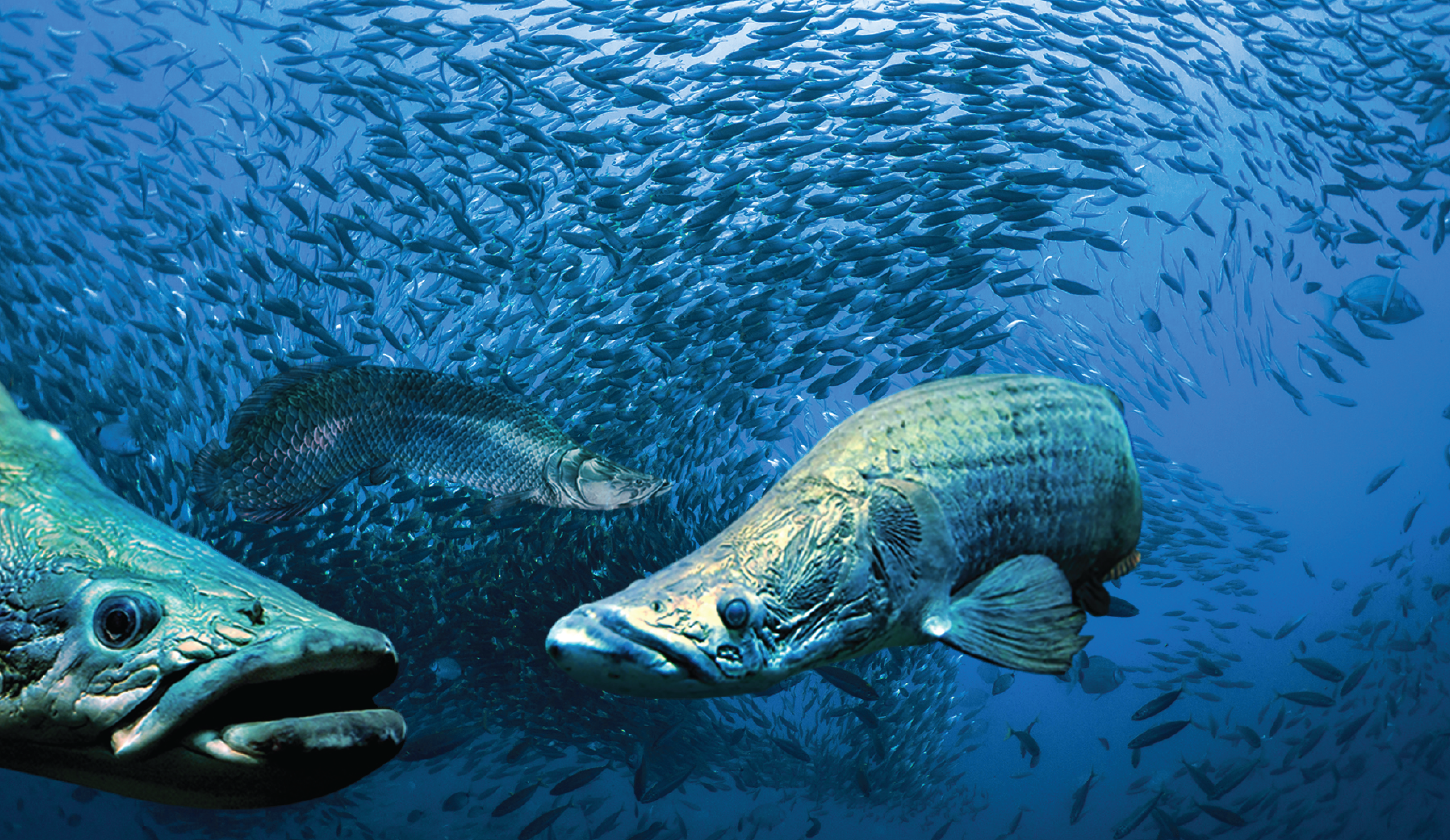 The TOP Penang - TOP Boutique Aquarium - Book tickets online at FunMalaysia