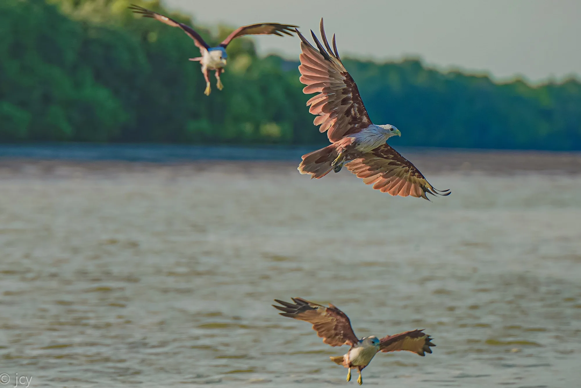 Eagle Watching Experience in Kuala Selangor - Hot Deal