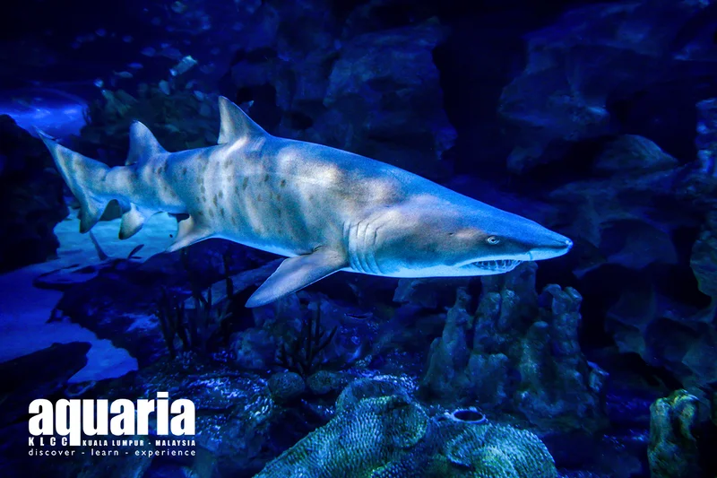 Aquaria KLCC - view 2