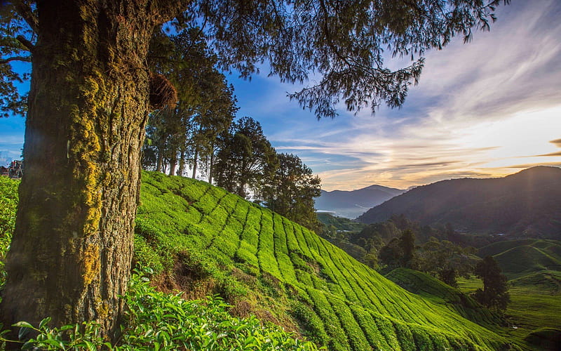 Pahang